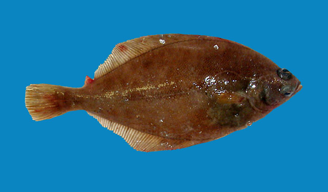 Limanda limanda