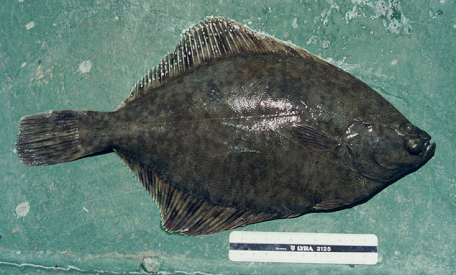 Platichthys flesus